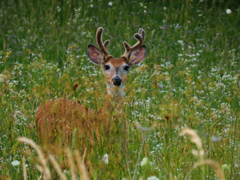 Buck Shot 06 768x576